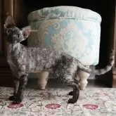 デボンレックス