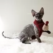 デボンレックス【愛知県・女の子・2025年9月5日・ブラックスモーク】の写真3