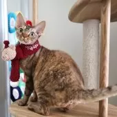 デボンレックス【愛知県・女の子・2024年5月8日・チョコレートシルバーマッカレルタビー】の写真3