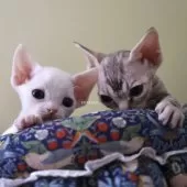 デボンレックス【愛知県・女の子・2025年9月5日・ホワイト】の写真15