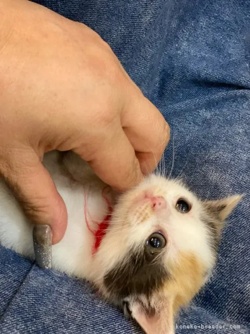ID:2204-02147の子猫