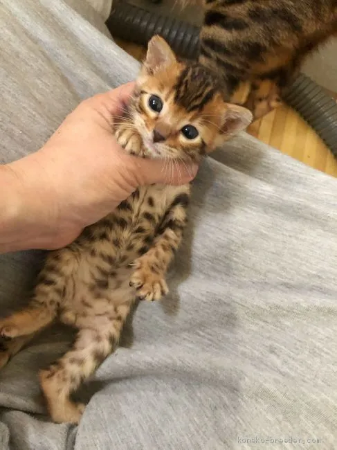 ID：1907-00230の子猫