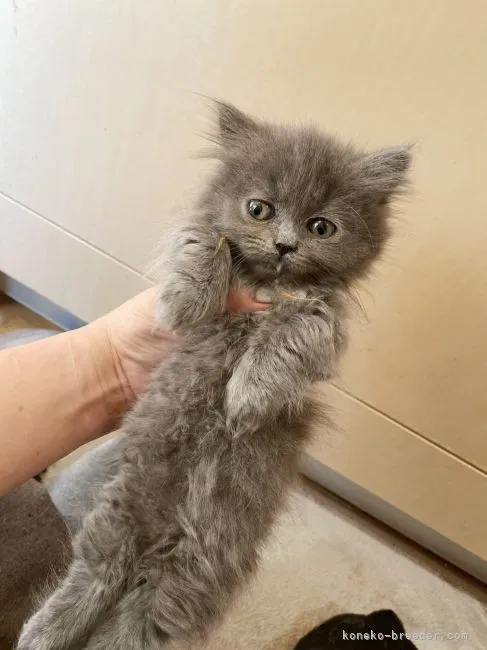 ID：2201-01300の子猫