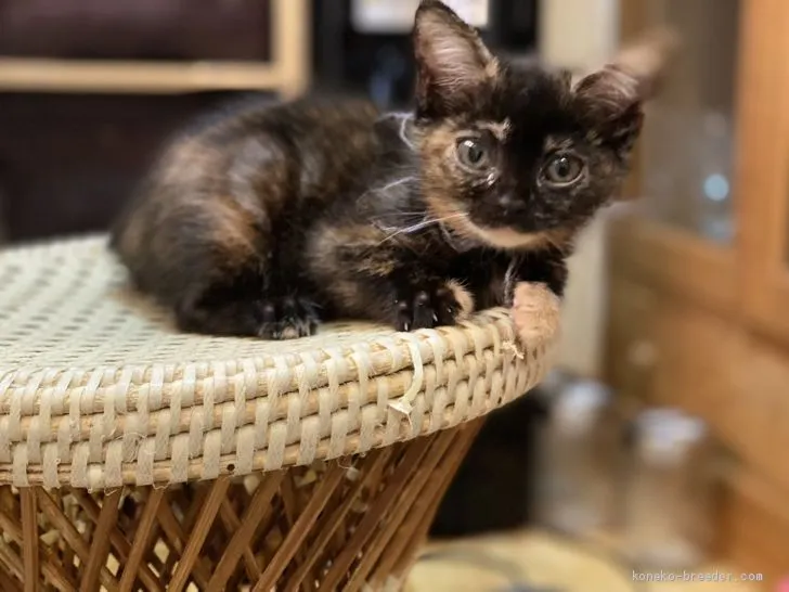 ID：2010-00672の子猫