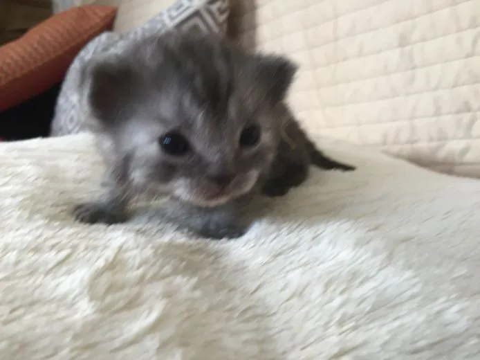 ID:1503-00011の子猫