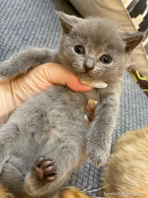 ID：2104-01894の子猫