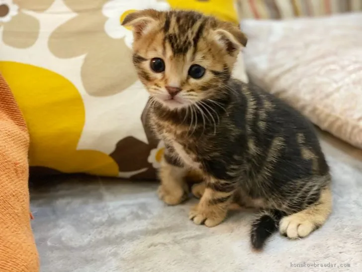 ID:2012-01888の子猫