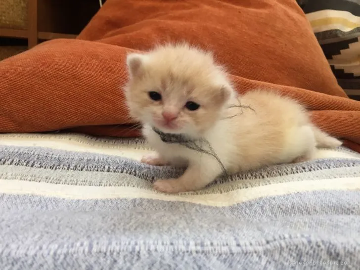 ID:1708-00819の子猫