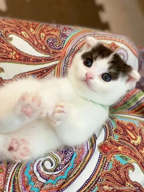 ゆか 様のお迎えした子猫