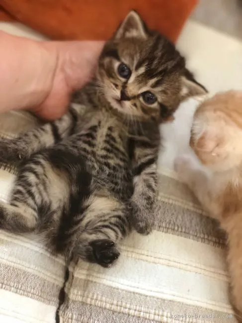 ID:1807-00130の子猫