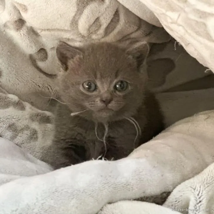ID:2301-02369の子猫