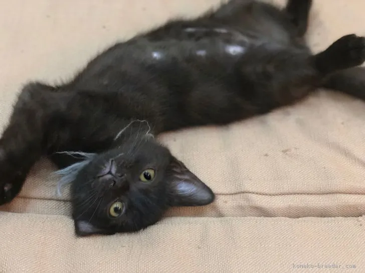 だいすけ 様のお迎えした子猫