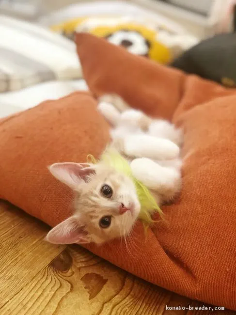 りん 様のお迎えした子猫