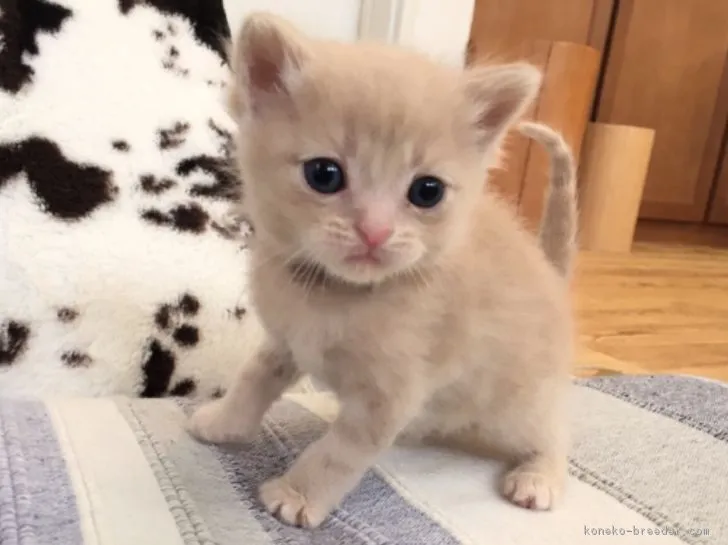 ID：1611-00918の子猫