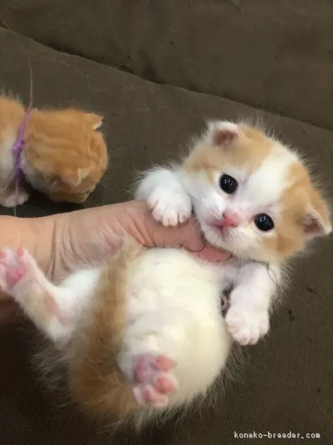 ID:1902-00052の子猫