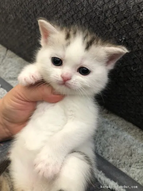 ID：1802-00212の子猫