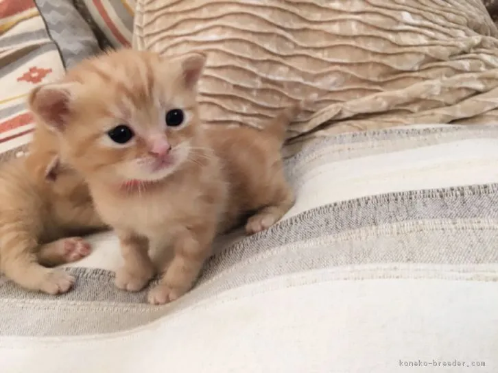 ID:1611-00379の子猫
