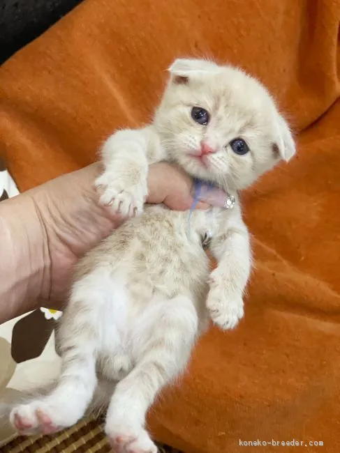 ID:2007-01899の子猫
