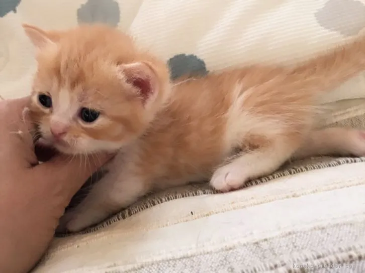 ID:1608-00120の子猫