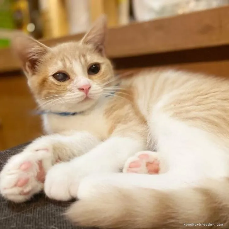ID：2208-00486の子猫