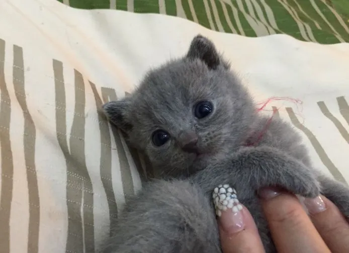ID:1505-00041の子猫