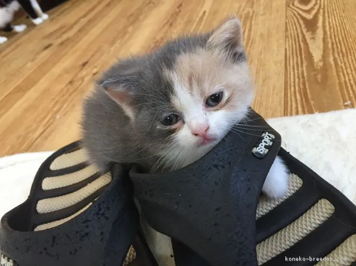 ID:1611-00002の子猫