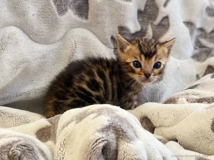 シミズ 様のお迎えした子猫