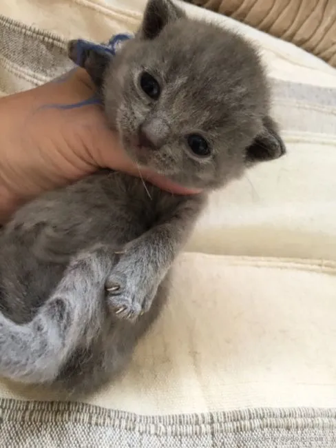 ID：1607-00502の子猫