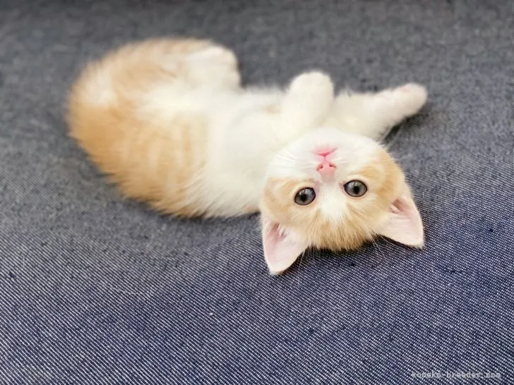 ID:2109-00020の子猫