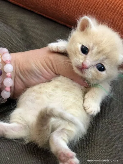 ID:1811-00008の子猫