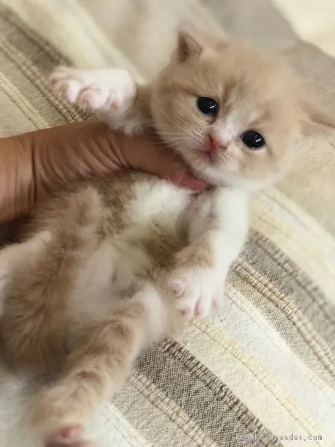 Sachi 様のお迎えした子猫