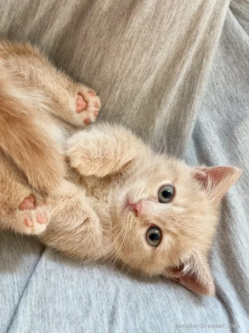 ID:2106-02401の子猫