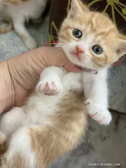 ID:2010-01799の子猫