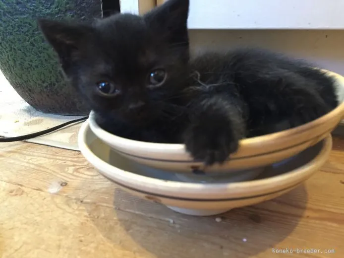 ID:1506-00479の子猫