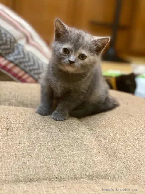 ID：2012-01254の子猫