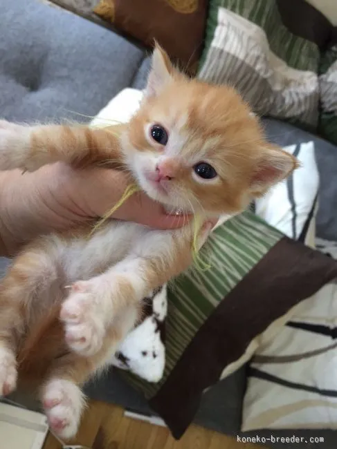 ID:1602-00343の子猫