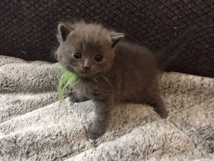 ID：1704-00333の子猫