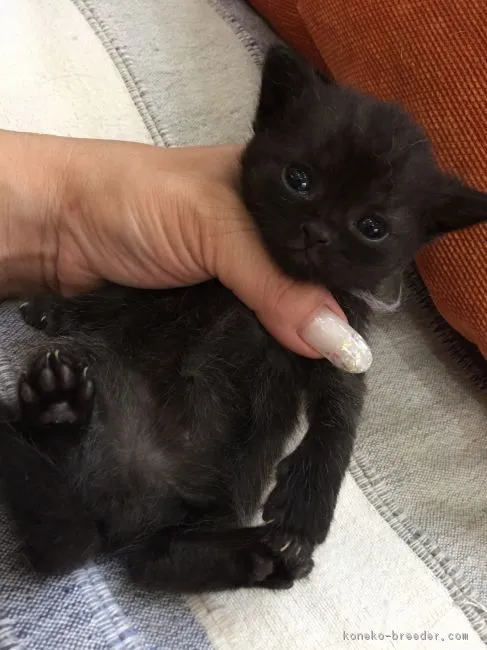 ID:1708-00741の子猫