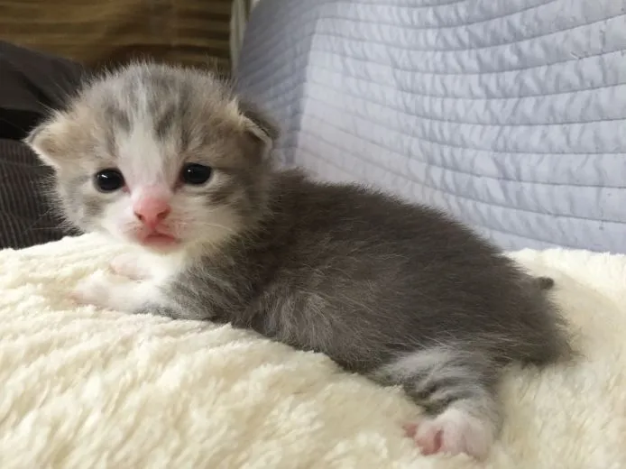ID:1504-00063の子猫