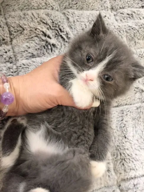 ID:1611-00628の子猫