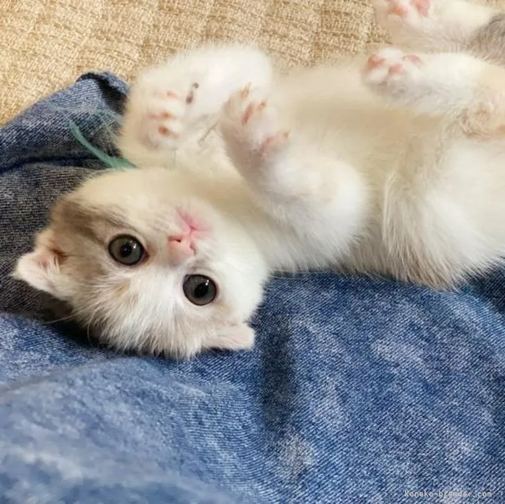 ID：2205-03175の子猫