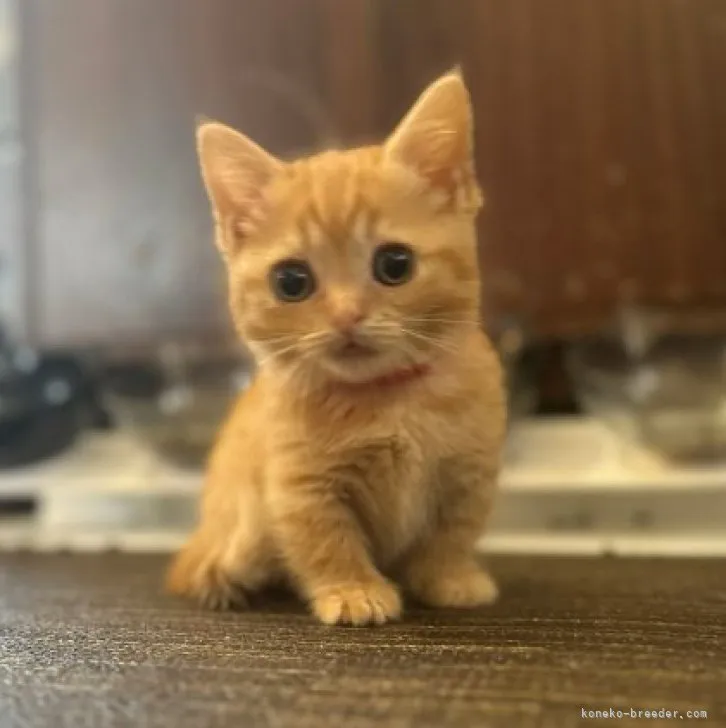 ID:2304-03189の子猫