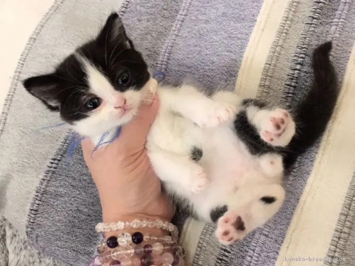 ID:1611-00383の子猫