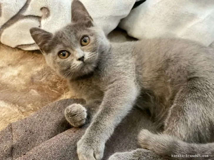 ID：2110-01556の子猫