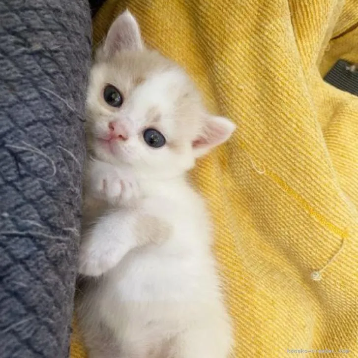 ID：2208-01129の子猫