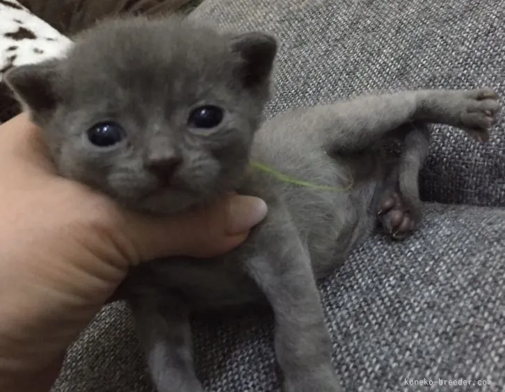 ID:1602-00341の子猫