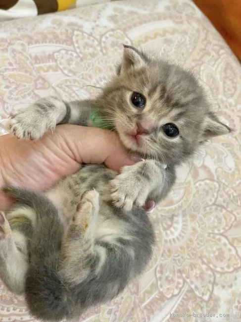 ID：2009-01846の子猫