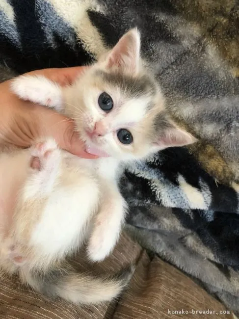 ID：1804-00247の子猫
