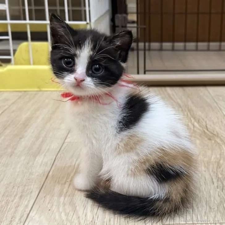 ID：2310-01912の子猫