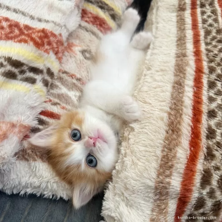 ユムピー 様のお迎えした子猫